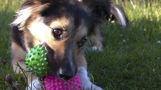Los 7 productos que todo amante de las mascotas debe tener en casa