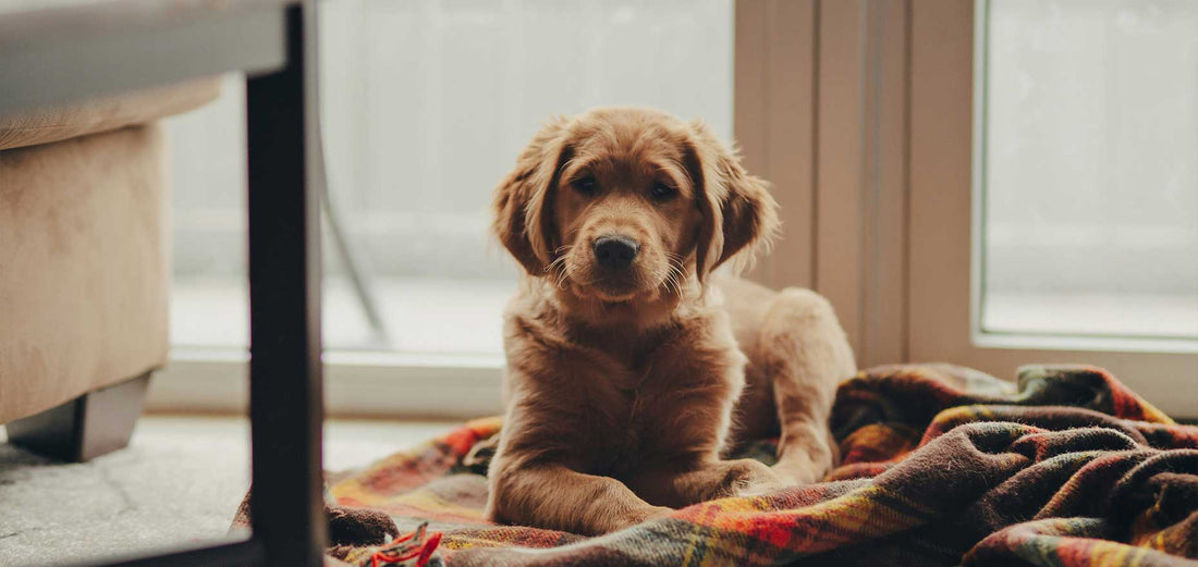 Cómo crear un espacio pet-friendly con estilo en tu hogar