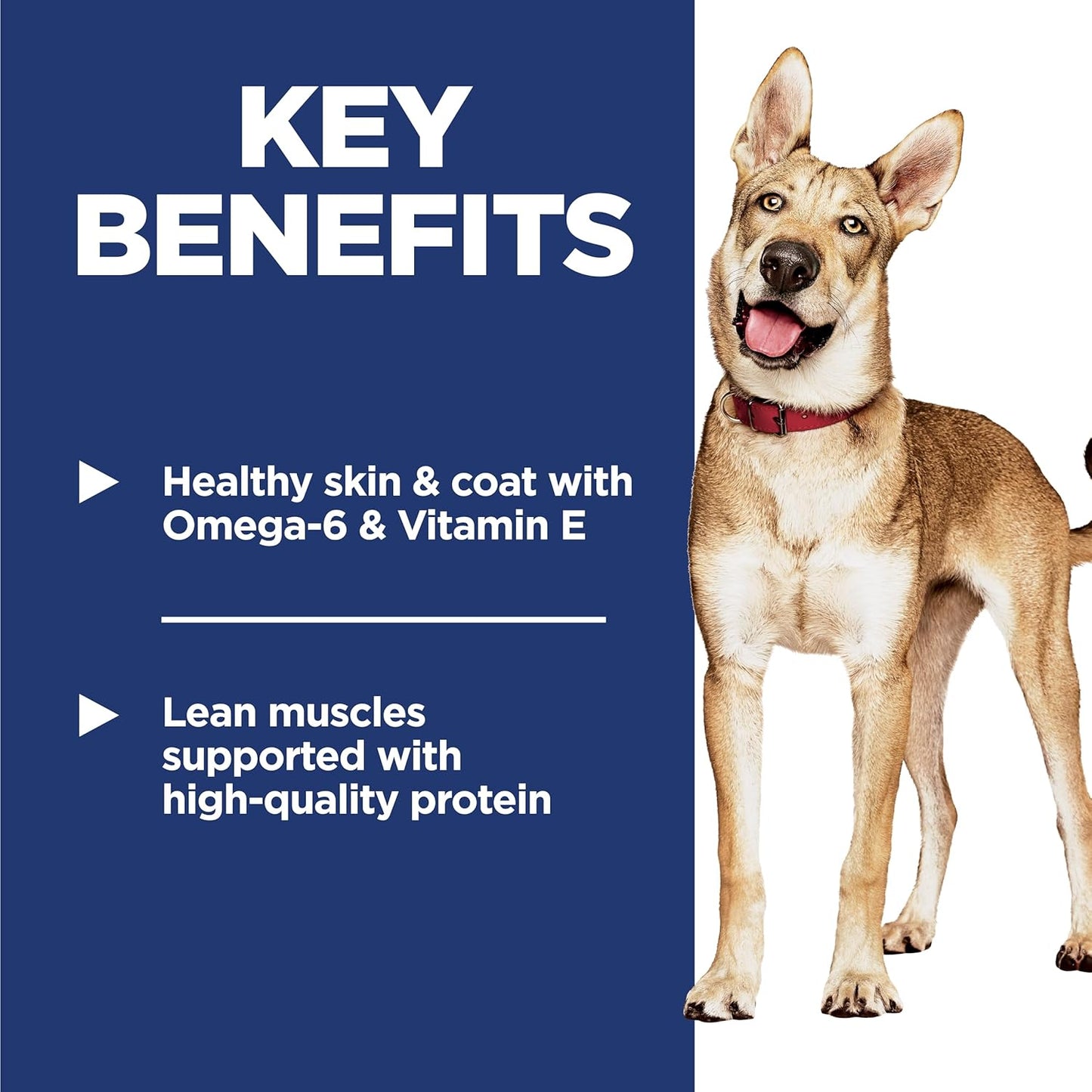 Alimento húmedo (latas o sobres):